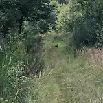 Zum Waldfrieden Gasthof