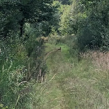 Zum Waldfrieden Maison d'hôtes