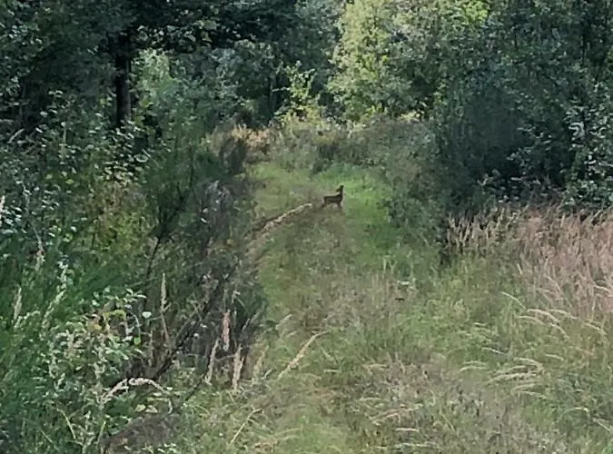 Zum Waldfrieden Affittacamere